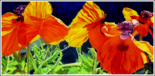 Dance of the Poppies
12" x 24"
$400